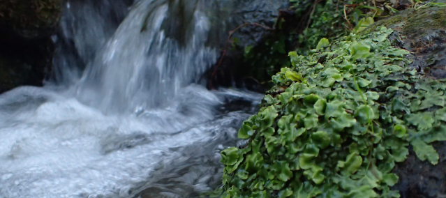 Le silence assourdissant de l'eau à l'interface entre climat, biodiversité et santé