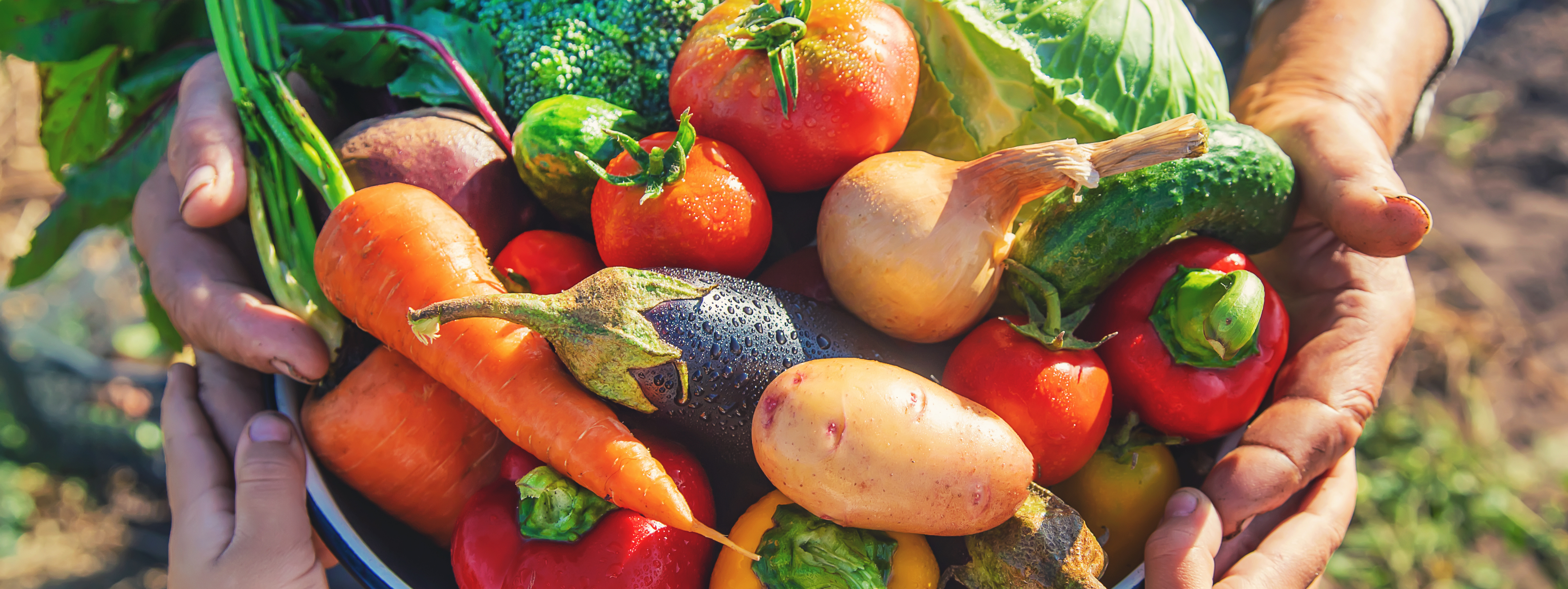 Distribution gratuite de légumes frais à Pau - Université de Pau